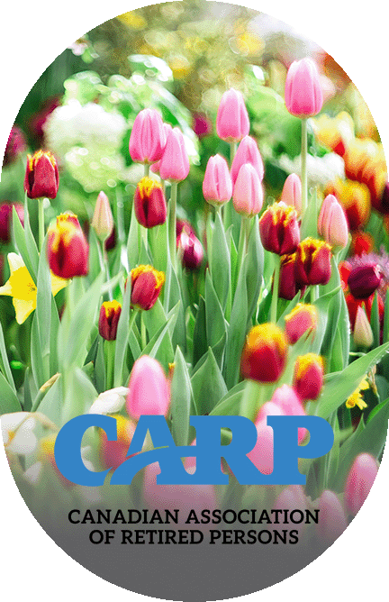 tight image of multi coloured tuliips with CARP logo at bottom