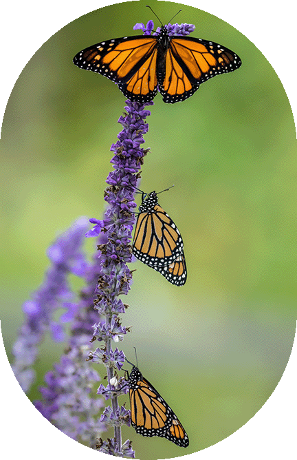 Monarch butterflies on a purple cone flower