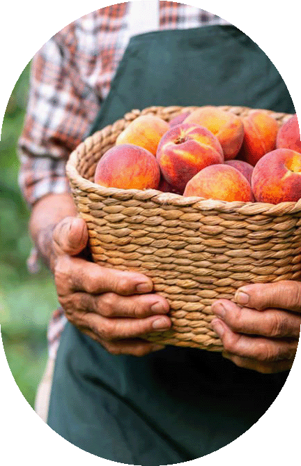 close up of man holding basket of peaches