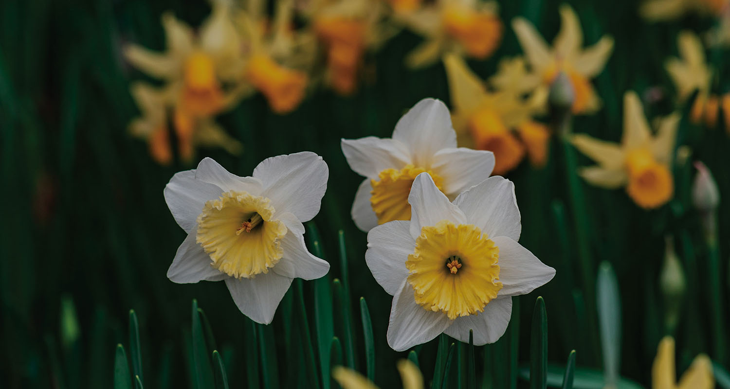 Spring Newsletter 2026.