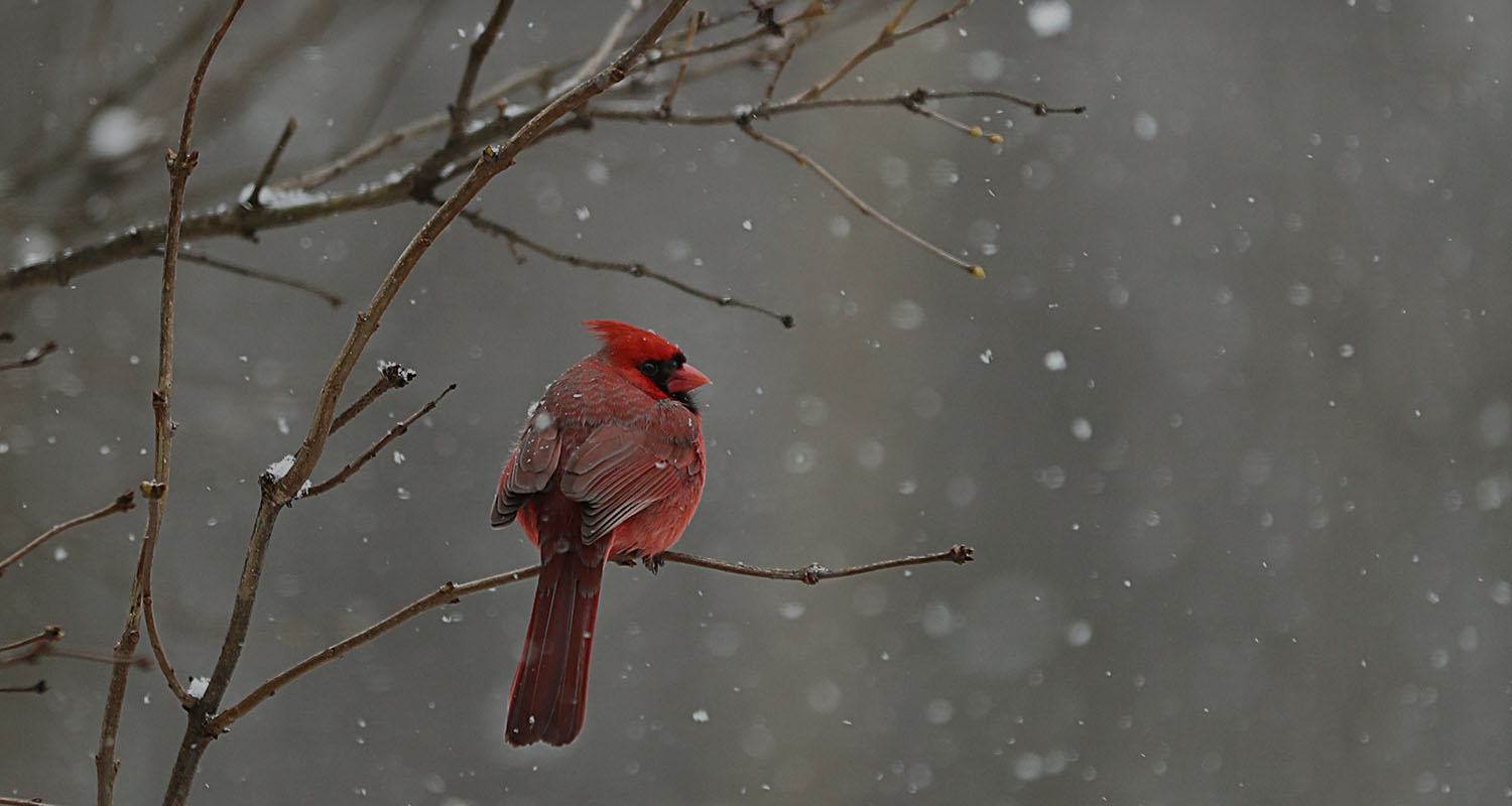 Winter Newsletter 2026.